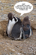 Penguin Funnies 05 Photograph by John Haldane