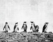Penguins Photograph by Delphimages Photo Creations