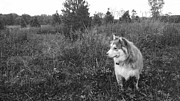 Pensive Dog Photograph by Brad Nellis