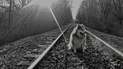 Pensive Doggo Photograph by Brad Nellis