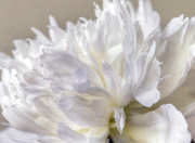 Peony 2 Photograph by Karen Smale