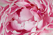 Peony Blossom Opening Photograph by Stephen J. Krasemann