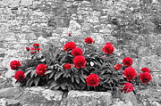 Peony flowers. Last respect. Photograph by Elena Perelman