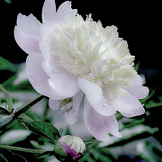 Peony in Bloom Photograph by Julie Palencia