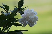 Perfect Peony Photograph by Tammie J Jordan