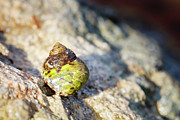 Periwinkle Photograph by Rick Deacon