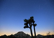 Perseid Meteor over Joshua Trees Photograph by M C Hood