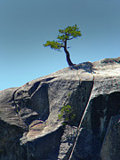Perseverance Photograph by Frank Wilson
