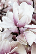 Petal Heaven I Photograph by Leda Robertson