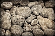 Petoskey Stones Vl Photograph by Michelle Calkins Petoskey Stones Vl Photograph by Michelle Calkins