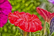 Petunia Photograph by Jim Orr