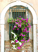 Petunias Through Wrought Iron Photograph by Donna Corless