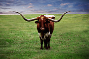Photo Texas Longhorn A010816 Painting by Mas Art Studio Photo Texas Longhorn A010816 Painting by Mas Art Studio