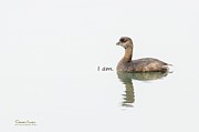 Pied-billed Grebe says I Am Photograph by Sherry Clark