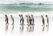 Pied piper. Photograph by Usha Peddamatham