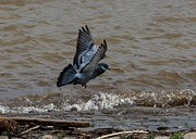 Pigeon Getting Ready To Land Photograph by Holden The Moment Pigeon Getting Ready To Land Photograph by Holden The Moment