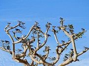 Pigeons in a Coral Tree Photograph by Beth Myer Photography
