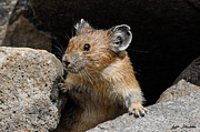 Pika Looking out from its Burrow Photograph by Jeff Goulden Pika Looking out from its Burrow Photograph by Jeff Goulden