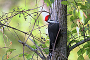 Pileated Woodpecker Photograph by Brook Burling