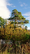 Pine. Photograph by Elena Perelman