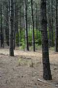 Pine Floor - Georgia Photograph by DArcy Evans