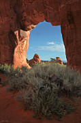 Pine Tree Arch Photograph by Dan Norris