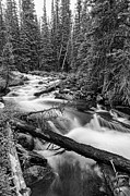 Pine Tree Forest Creek Portrait In Black and White Photograph by James BO Insogna