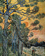 Pine Trees at Sunset Painting by Vincent van Gogh