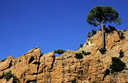 Pine trees growing on a rocky cliff in Corsica Photograph by Sami Sarkis Photography