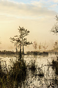 Pinelands - Mullica River Photograph by Louis Dallara