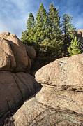Pines in Granite Photograph by Tim Newton