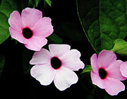 Pink and White Mandevilla Photograph by Allen Nice-Webb