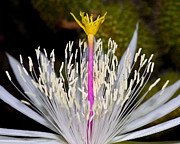 Pink and Yellow Pistil Photograph by Kelley King