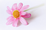 Pink Aster flower II Photograph by Nick Biemans