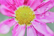 Pink Aster Flower with raindrops Photograph by Nick Biemans