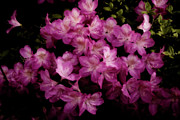 Pink Azaleas at Midnight Photograph by Denise Harty