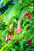 Pink Bell Flowers Photograph by Daniel Murphy Pink Bell Flowers Photograph by Daniel Murphy