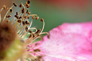 Pink Blossom 1 Photograph by Dubi Roman