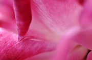 Pink Blossom 2 Photograph by Dubi Roman