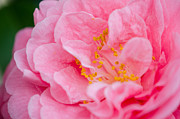 Pink Camellia Photograph by Kristin Hatt