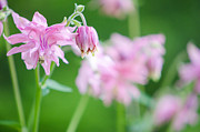 Pink Columbine Photograph by Kristin Hatt
