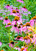 Pink Coneflower Photograph by Kristin Hatt