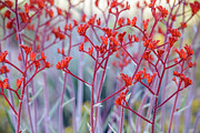 Red Kangaroo Paw Photograph by Werner Padarin