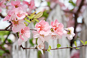 Pink flowers and a white picket fence Photograph by Toni Hopper