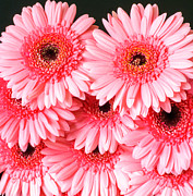 Pink Gerbera Photograph by Colin Rayner