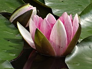 Pink Harmony Photograph by Karin Ravasio