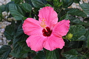 Pink Hibiscus Photograph by Tammie J Jordan