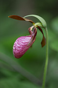 Pink Ladys Slipper Cypripedium acaule Photograph by Jakub Sisak