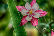 Pink Perfection Photograph by Bonnie Bruno
