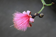 Pink Pseudobombax Ellipticum Flower Photograph by Bonnie Follett Pink Pseudobombax Ellipticum Flower Photograph by Bonnie Follett